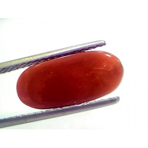 6 17 Ct 10 25 Ratti Natural Italian Red Coral Moonga Gemstone